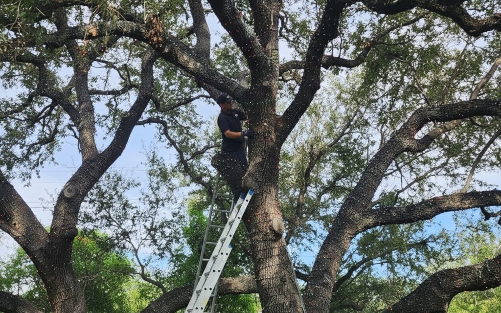 Christmas light installer wrapping colorful lights around a huge oak tree in Alamo Heights for a festive holiday display.